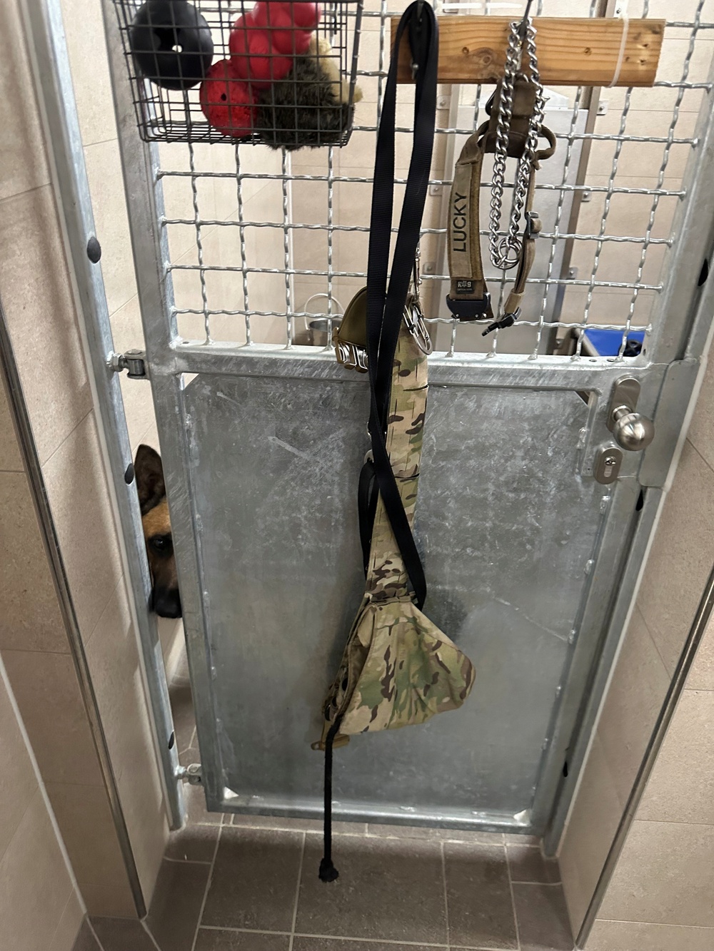 Military Working Dog Lucky observes visitors touring the new Military Working Dog Kennel at Tower Barracks.