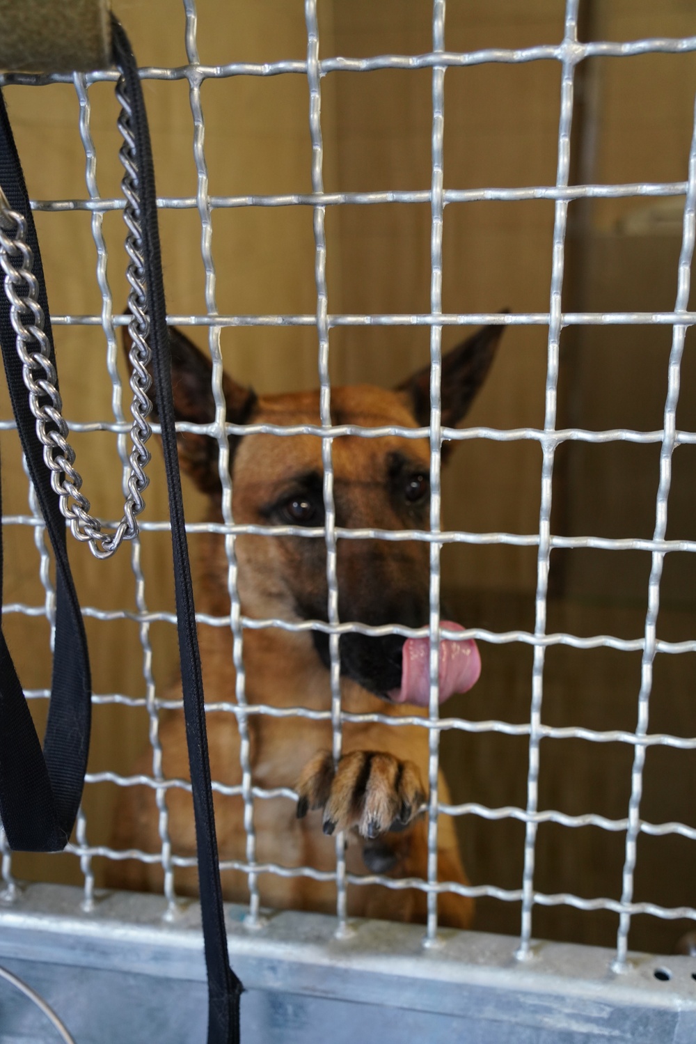 Military Working Dog Mario observes visitors touring the new Military Working Dog Kennel at Tower Barracks, Aug. 19.