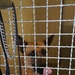 Military Working Dog Mario observes visitors touring the new Military Working Dog Kennel at Tower Barracks, Aug. 19.