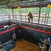 An overhead view of a military or law enforcement close-quarters battle (CQB) training exercise taking place inside an indoor shoot house facility. Multiple personnel in tactical/military uniforms are positioned around a room with weapons raised, engaging simulated targets including a cardboard cutout of a hostile figure. One individual is visible on an elevated observation catwalk above the training area.
