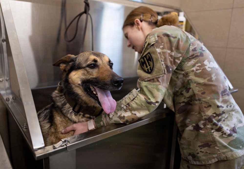 Sgt. Brianna Plush gives a bath to Edzsi, one of the detachment’s military working dogs trained in explosives detection.