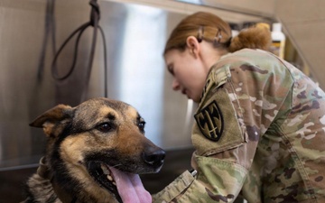 Sgt. Brianna Plush gives a bath to Edzsi, one of the detachment’s military working dogs trained in explosives detection.