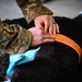A person wearing military camouflage (OCP/MultiCam pattern) uniform is applying or adjusting an orange bandage/wrap on what appears to be a dark-furred animal, likely a military working dog. Medical supplies including a blue glove, rolled bandages, and other items are visible nearby. This appears to be a veterinary or field medical treatment scenario.