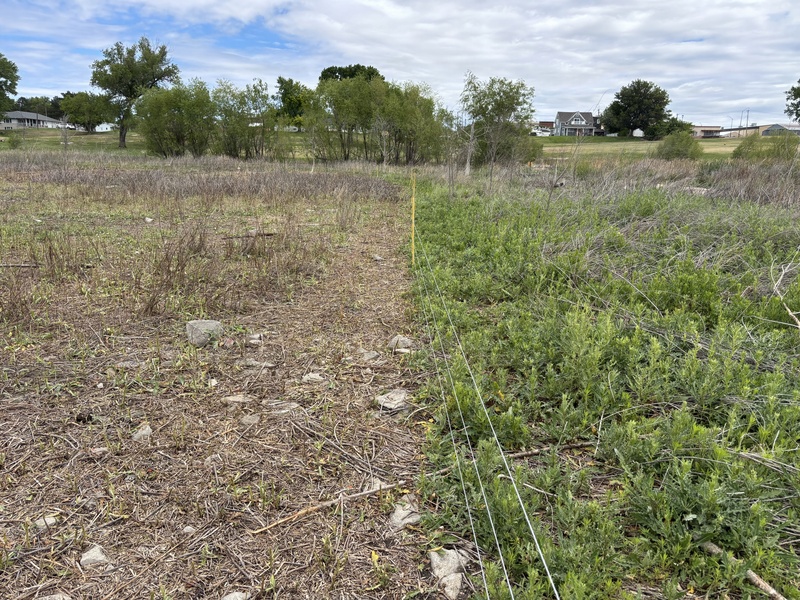 From herbicides to herbivores: Harlan County’s new plan to tackle pesky plants