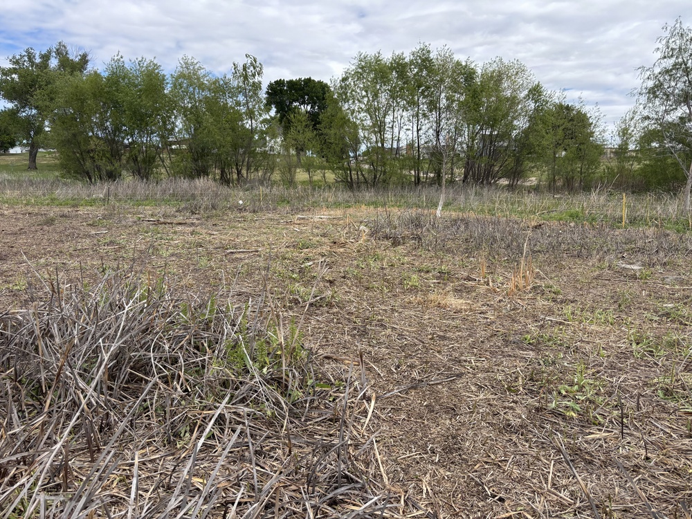 From herbicides to herbivores: Harlan County’s new plan to tackle pesky plants