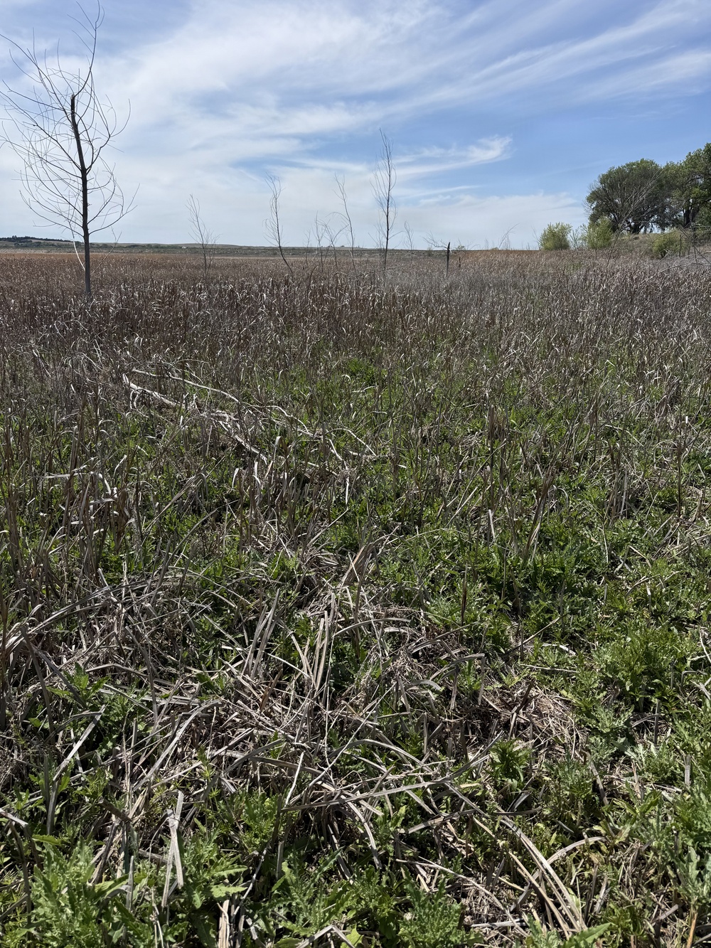 From herbicides to herbivores: Harlan County’s new plan to tackle pesky plants