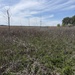 From herbicides to herbivores: Harlan County’s new plan to tackle pesky plants