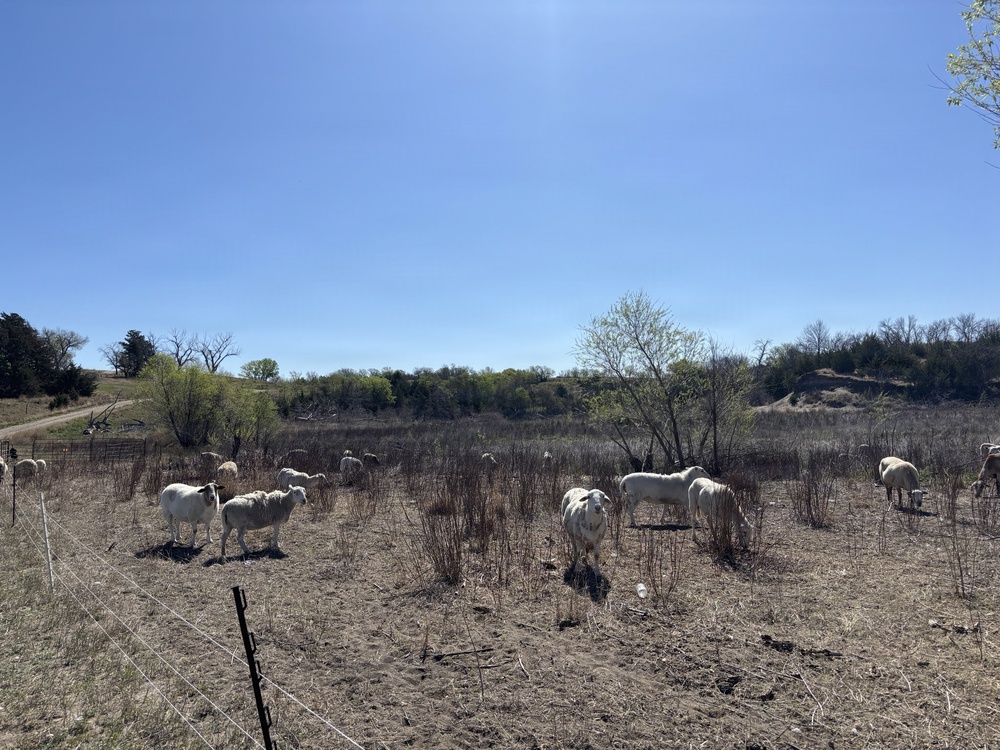 From herbicides to herbivores: Harlan County’s new plan to tackle pesky plants