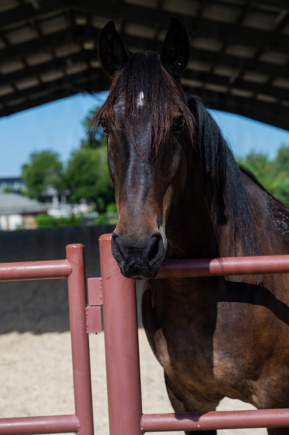 A close-up photograph of a dark bay horse resting its muzzle on a red metal pipe fence rail inside what appears to be an equestrian arena or paddock. The horse has a black mane and is looking directly at the camera with an alert expression. The setting includes a covered arena structure with an arched roof, sandy footing, and green trees visible in the background under a clear blue sky.