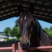A close-up photograph of a dark bay horse resting its muzzle on a red metal pipe fence rail inside what appears to be an equestrian arena or paddock. The horse has a black mane and is looking directly at the camera with an alert expression. The setting includes a covered arena structure with an arched roof, sandy footing, and green trees visible in the background under a clear blue sky.