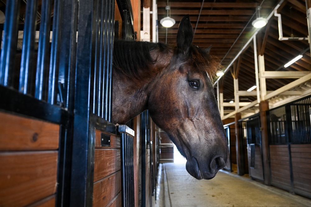 A dark bay horse is leaning its head out over a stall door inside a well-maintained indoor stable. The horse is positioned in the foreground on the left side, with a row of additional empty stalls visible extending down the aisle in the background. The stable features wooden construction with exposed beam ceiling and overhead lighting.