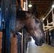 A dark bay horse is leaning its head out over a stall door inside a well-maintained indoor stable. The horse is positioned in the foreground on the left side, with a row of additional empty stalls visible extending down the aisle in the background. The stable features wooden construction with exposed beam ceiling and overhead lighting.