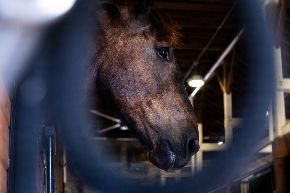A close-up photograph of a dark brown horse's head, shot through blurred metal bars or rails in the foreground. The horse appears to be inside a stable or barn facility, with wooden beams and artificial lighting visible in the background. The image uses a shallow depth of field, creating a bokeh effect on the foreground bars.