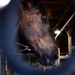 A close-up photograph of a dark brown horse's head, shot through blurred metal bars or rails in the foreground. The horse appears to be inside a stable or barn facility, with wooden beams and artificial lighting visible in the background. The image uses a shallow depth of field, creating a bokeh effect on the foreground bars.