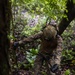 A military service member in MARPAT (Marine pattern) camouflage uniform is navigating through dense jungle terrain while using a rope for assistance. The individual is equipped with tactical gear including a helmet with netting, black gloves, and combat boots. The setting appears to be a jungle warfare training or operational environment.