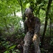 A military service member in digital camouflage uniform and tactical helmet is navigating through dense jungle terrain while holding a rope or cable, likely during a training exercise. Several other personnel in similar uniforms are visible in the background, crouched or kneeling among the vegetation. The setting appears to be a tropical or subtropical forest environment.
