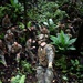 A group of military personnel in camouflage uniforms are gathered in a dense jungle or tropical forest environment. A foreground soldier wearing full tactical gear including helmet with night-vision mount, backpack, and gloves is holding a rope or cable, likely conducting a rappelling or rope-course training exercise. The remaining personnel are seated or crouching on the forest floor, observing or awaiting their turn.
