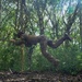 DELAYEN 26: MRF-D Marines, French soldiers participate in ropes course