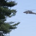 North Carolina National Guard, 449th CAB conduct Aviation Operations during NCHart 2026