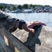 A person wearing a military camouflage uniform rests their hand on a weathered wooden fence or railing near a waterfront. A black tactical/sports watch is visible on their wrist, and a ring is visible on one finger. The background shows a marina or harbor with boats, trees, and buildings in soft bokeh focus.