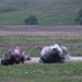 The image shows two simultaneous explosions occurring on an open grassy field or training range. The left explosion displays visible orange flames with dark black smoke, while the right explosion produces a larger gray-white dust and smoke cloud. The setting appears to be a military training exercise or controlled demolition on a rural landscape.