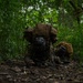 Two military personnel in full tactical gear are low-crawling through dense jungle undergrowth. They are wearing helmets and carrying large rucksacks, suggesting a training exercise or patrol movement through a tropical forest environment. The image is taken at ground level, emphasizing the low-profile movement technique being employed.