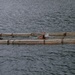 A person is swimming inside a rectangular floating frame structure on open water. The structure appears to be a makeshift floating pen or enclosure constructed from concrete or metal beams, secured with ropes and orange cordage. A blue container or equipment box is attached to the right side of the structure.