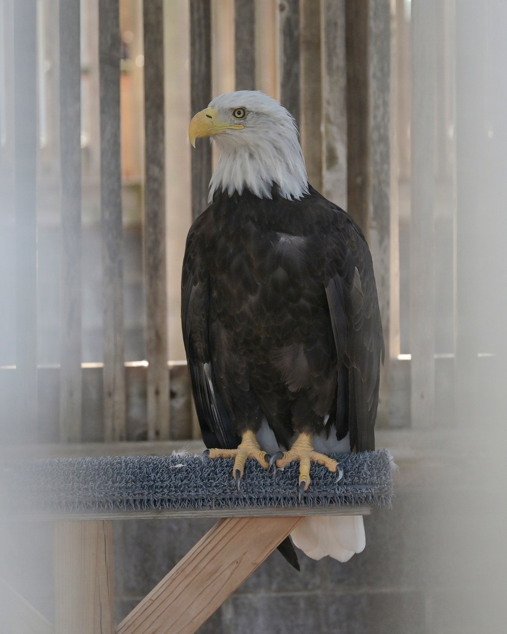 Tulsa District representatives tour Iowa Nation eagle rehab, meet with leaders