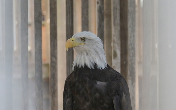 Tulsa District representatives tour Iowa Nation eagle rehab, meet with leaders