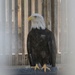 Tulsa District representatives tour Iowa Nation eagle rehab, meet with leaders