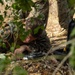Military personnel in MARPAT (Marine pattern) camouflage uniforms are operating in a wooded, concealed position. A soldier is crouched low to the ground, closely examining or manipulating what appears to be a small electronic device or drone controller. The scene suggests a field training exercise or operational activity involving small unmanned systems.