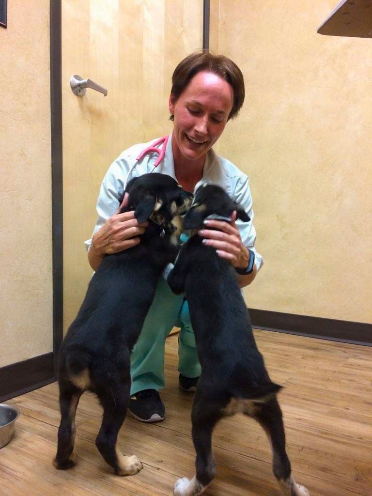 Couple provides support for foster animals