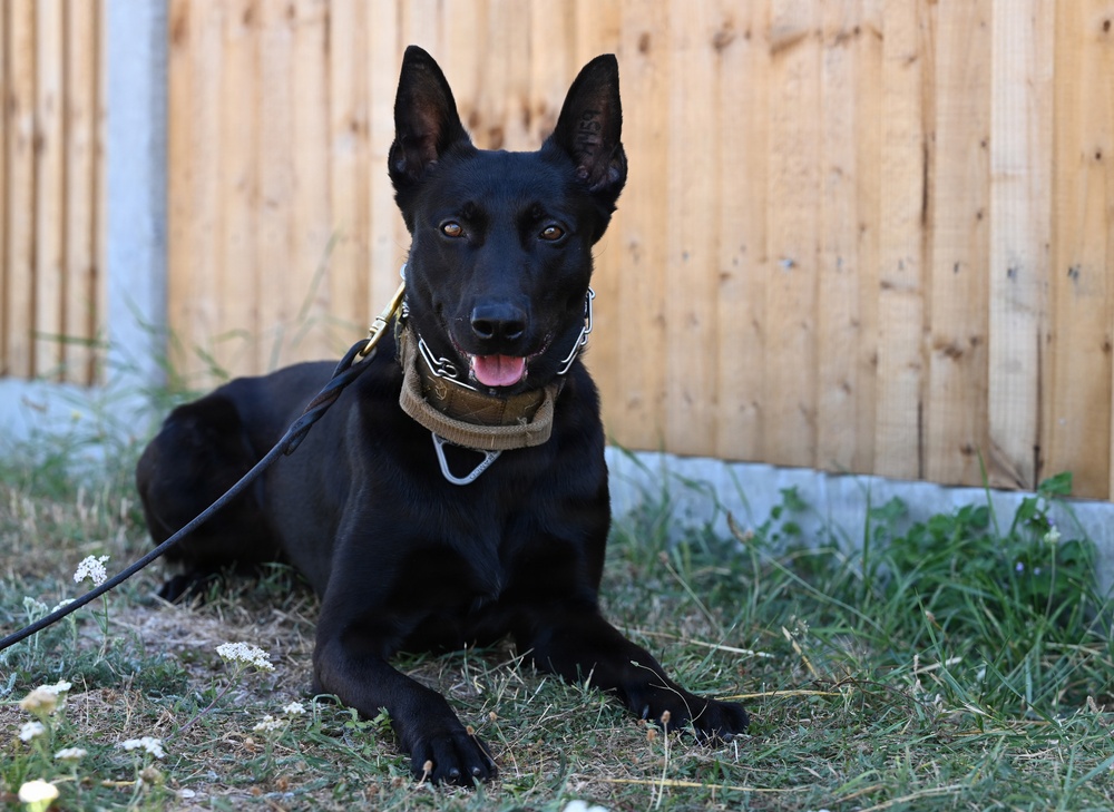 Puppy Program MWD Mmoab is 100th SFS’s newest ‘goodest boy’ – but do NOT pet the dog!