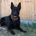Puppy Program MWD Mmoab is 100th SFS’s newest ‘goodest boy’ – but do NOT pet the dog!