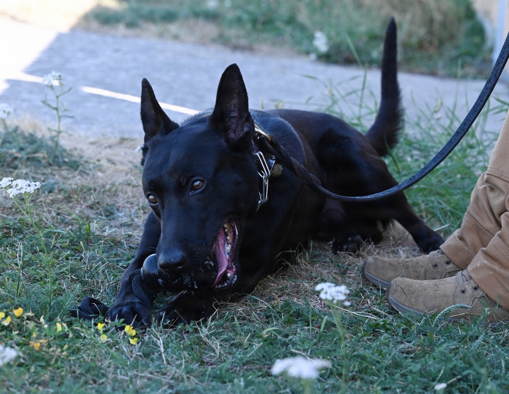 Puppy Program MWD Mmoab is 100th SFS’s newest ‘goodest boy’ – but do NOT pet the dog!