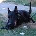 Puppy Program MWD Mmoab is 100th SFS’s newest ‘goodest boy’ – but do NOT pet the dog!