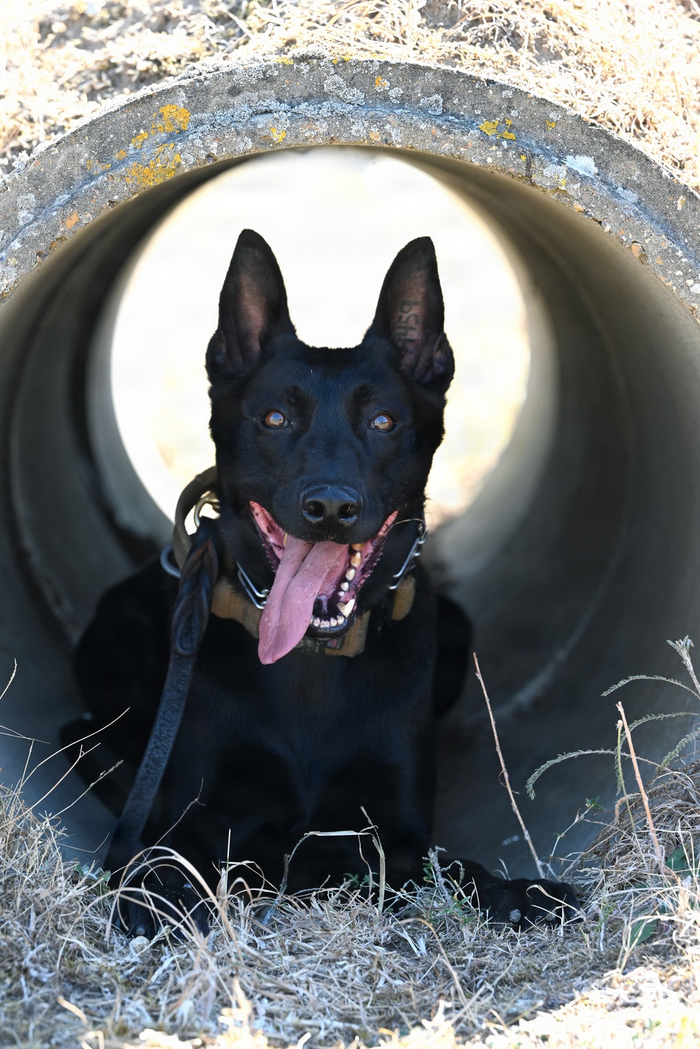 Puppy Program MWD Mmoab is 100th SFS’s newest ‘goodest boy’ – but do NOT pet the dog!