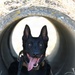 Puppy Program MWD Mmoab is 100th SFS’s newest ‘goodest boy’ – but do NOT pet the dog!