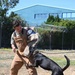 Puppy Program MWD Mmoab is 100th SFS’s newest ‘goodest boy’ – but do NOT pet the dog!