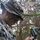 Multi-Domain Reconnaissance Course| Reconnaissance and Surveillance Exercise A U.S. Marine in MARPAT digital camouflage uniform and boonie cover is examining a lensatic compass while positioned in dense vegetation. The service member has camouflage face paint applied and a name tape partially visible reading 'ENKINS' (likely Jenkins). The image appears to document a land navigation training exercise in a jungle or heavily vegetated environment.