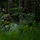 Multi-Domain Reconnaissance Course| Reconnaissance and Surveillance Exercise A military personnel is concealed within dense forest undergrowth, wearing camouflage gear and a ghillie-style hat with natural vegetation attached for concealment. The individual appears to be in a low-profile observation or stalking position among ferns and tall grass. The image captures a field training or reconnaissance scenario in a woodland environment.