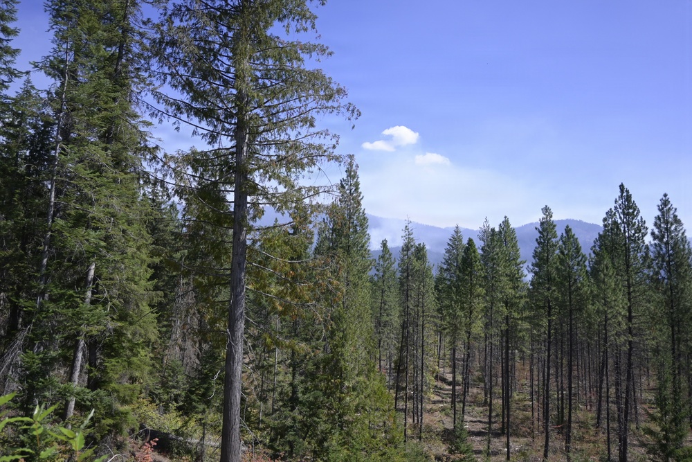A coniferous forest landscape featuring tall pine and fir trees with a cleared or thinned mid-ground area. Mountains are visible in the background, and a plume of smoke or steam rises in the distance, suggesting a possible wildfire or controlled burn. The sky is mostly clear and blue with a single small white cloud.