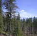 A coniferous forest landscape featuring tall pine and fir trees with a cleared or thinned mid-ground area. Mountains are visible in the background, and a plume of smoke or steam rises in the distance, suggesting a possible wildfire or controlled burn. The sky is mostly clear and blue with a single small white cloud.