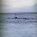 DELAYEN 26: MRF-D Marines, French soldiers participate in physical training