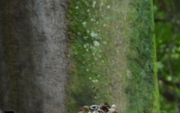 DELAYEN 26: MRF-D Marines, French soldiers participate in squad obstacle course