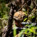 A military service member in woodland/forest terrain is seen aiming a rifle equipped with an optical scope. The soldier is wearing digital camouflage (MARPAT pattern consistent with USMC), a tan tactical helmet with night vision device mount, and is partially concealed by dense vegetation. The image captures a training or operational scenario in a forested environment.