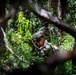 Two military personnel in full combat gear are positioned in dense jungle or forest undergrowth. The foreground soldier is aiming a rifle with an optical scope while wearing a camouflage helmet and tactical sunglasses. A second soldier is visible in the background, appearing to consult a device or map.