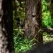A camouflaged individual, likely a soldier or tactical operator, is partially concealed behind a large tree trunk in a dense forest environment. The person is equipped with tactical gear including what appears to be a helmet with mounted optics and a firearm. The image uses shallow depth of field, with foreground trees blurred, drawing focus to the partially hidden figure.