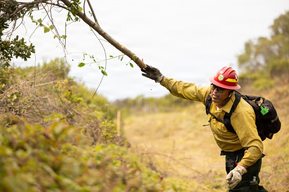 A wildland firefighter in full personal protective equipment is working in a brushy, open terrain, reaching out to handle or move a tree branch. The individual is wearing standard wildland firefighting gear including a yellow Nomex shirt, red hard hat, gloves, eye protection, and a backpack. The setting appears to be a hillside or open landscape with dry and green mixed vegetation.