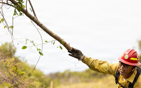 A wildland firefighter in full personal protective equipment is working in a brushy, open terrain, reaching out to handle or move a tree branch. The individual is wearing standard wildland firefighting gear including a yellow Nomex shirt, red hard hat, gloves, eye protection, and a backpack. The setting appears to be a hillside or open landscape with dry and green mixed vegetation.